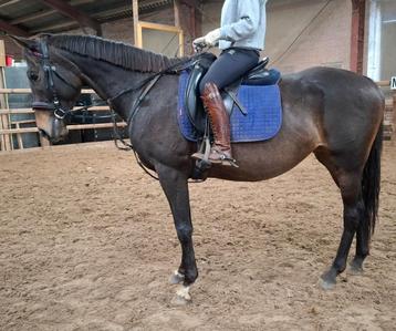 Brave 6 jr E/klein paard 1,56(recreatie-manege-sport) beschikbaar voor biedingen