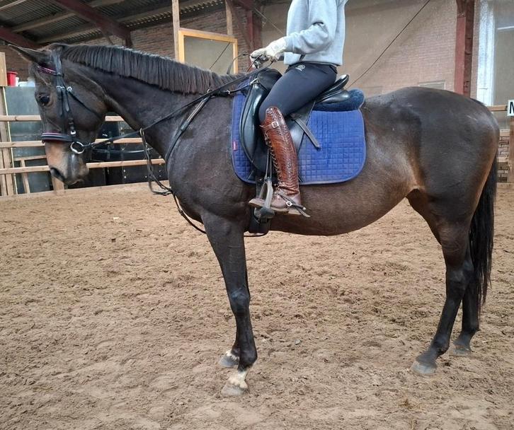 Brave 6 jr E/klein paard 1,56(recreatie-manege-sport), Dieren en Toebehoren, Pony's, Merrie, B, E pony (1.48m - 1.57m), Recreatiepony