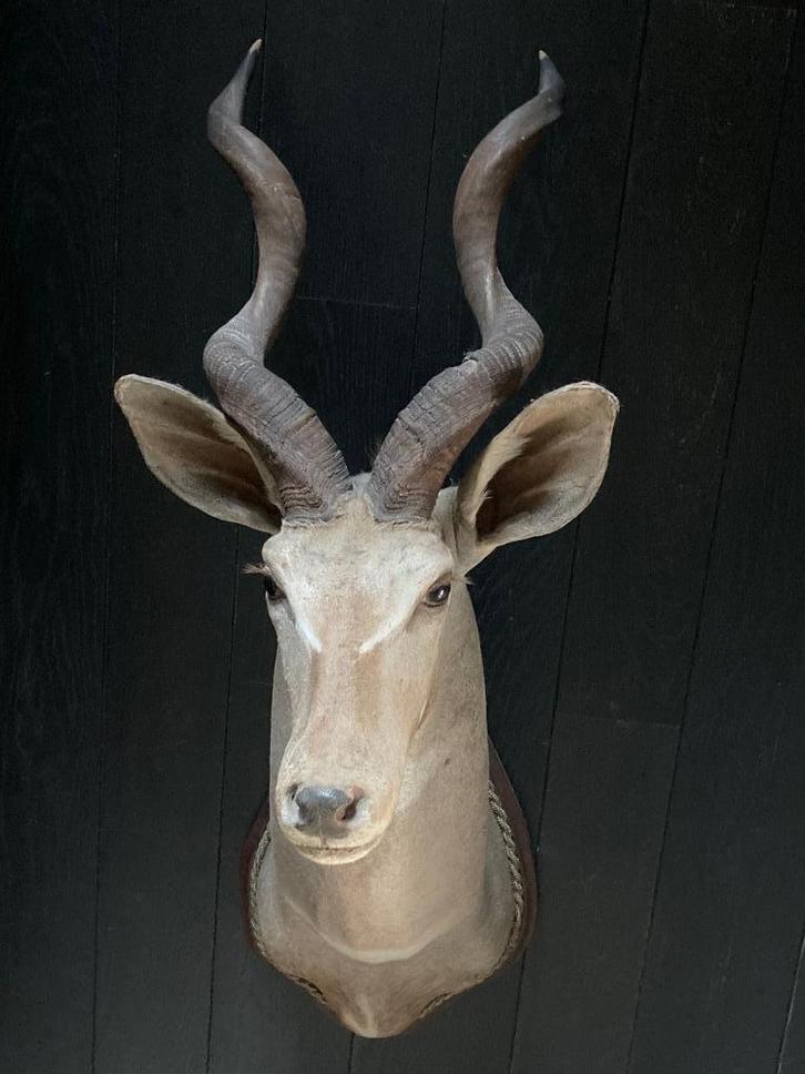 koedoe taxidermie / opgezette koedoe kop, Verzamelen, Dierenverzamelingen, Gebruikt, Gewei of Kop, Wild dier, Ophalen