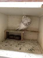 Kruising gaditano doffer, Dieren en Toebehoren, Vogels | Duiven