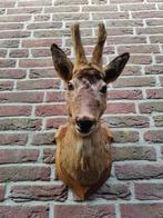 Prachtig opgezet reebok kopje met nieuw gewei, Verzamelen, Ophalen of Verzenden, Nieuw, Hert, Opgezet dier