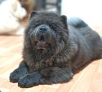 Chow Chow puppies FCI, Particulier, Rabiës (hondsdolheid), 15 weken tot 1 jaar, Overige rassen