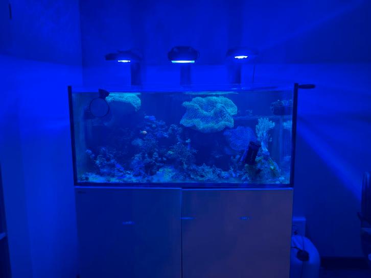 Red sea 425xl, Dieren en Toebehoren, Vissen | Aquaria en Toebehoren, Ophalen