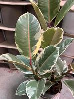 Ficus elastica robusta Tineke – 60 cm 3-steks, Huis en Inrichting, Kamerplanten, Ophalen, Ficus, Halfschaduw, Minder dan 100 cm