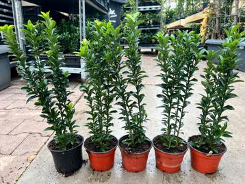 Euonymus Green Spire 30/40 cm hoog in 12 cm pot beschikbaar voor biedingen