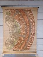 Oude schoolplaat Cuscuta Trifolii - Biologie, Antiek en Kunst, Antiek | Schoolplaten, Ophalen of Verzenden, Natuur en Biologie