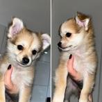 Pomchi/chihuahua pup reutje, mag meteen mee!, Parvo, 8 tot 15 weken, Meerdere, Meerdere dieren