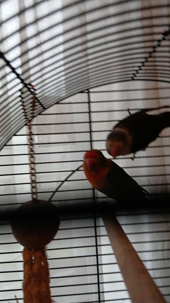 2 Dwergpapagaaitjes, Dieren en Toebehoren, Vogels | Parkieten en Papegaaien, Dwergpapegaai of Agapornis, Vrouwelijk, Geringd