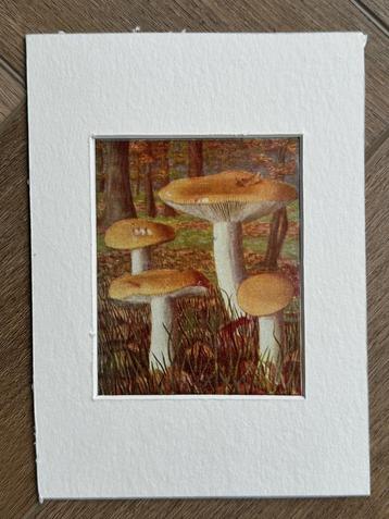 1932 OUD Litho paddestoel1932 Geelwitte russula beschikbaar voor biedingen