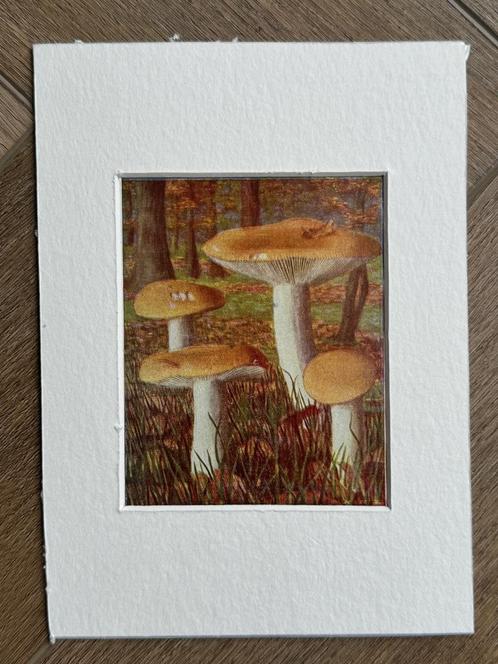 1932 OUD Litho paddestoel1932 Geelwitte russula, Antiek en Kunst, Kunst | Etsen en Gravures, Ophalen of Verzenden