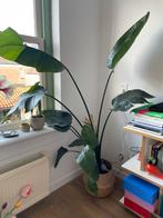 Strelitzia (zonder pot) GRATIS, Ophalen, Halfschaduw