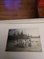 ROB CHRISPIJN.  ZWANEN. 1986, Verzamelen, Ansichtkaarten | Themakaarten, Ophalen of Verzenden, 1980 tot heden, Sterren en Beroemdheden