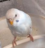 Grasparkieten, Vrouwelijk, Tropenvogel