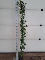 Hedera - klimop, Ophalen of Verzenden, Bloeit niet, Klimplanten, Halfschaduw