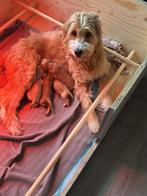 Puppy's labradoodle X goldendoodle, Dieren en Toebehoren, Rabiës (hondsdolheid), 8 tot 15 weken, Meerdere, Meerdere dieren