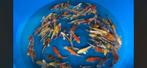 JAPANSE KOI  YAMASAN TOSAI MIX, Dieren en Toebehoren, Vissen | Vijvervissen, Karper of Koi