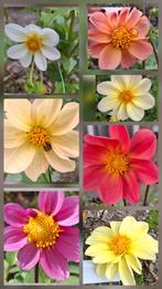 Dahlia knollen, Ophalen of Verzenden, Volle zon, Knol