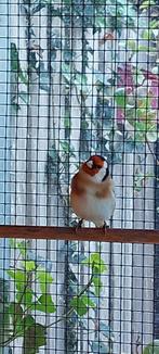Majoor putter, Dieren en Toebehoren, Vogels | Kanaries, Mannelijk, Bastaard