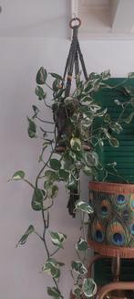 Grote hangplant incl pot en hangsysteem, Huis en Inrichting, Kamerplanten, Ophalen, Halfschaduw, Minder dan 100 cm
