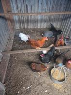 Te koop wyandot krielen drentse krielen pauwen, Dieren en Toebehoren, Pluimvee, Meerdere dieren, Kip