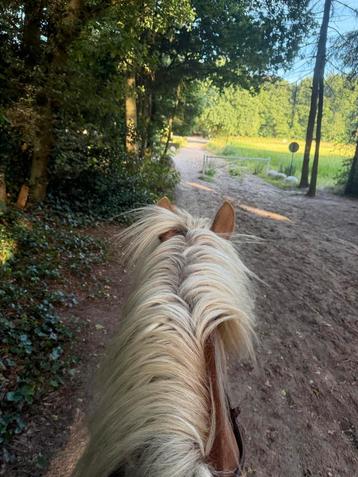 Bijrijder gezocht voor haflinger in Blaricum beschikbaar voor biedingen