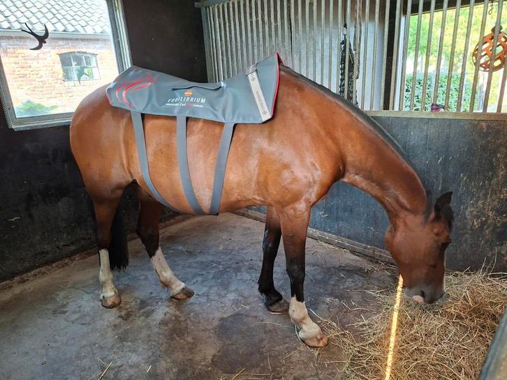 Equilibrium massage pad heatsence, Dieren en Toebehoren, Paarden en Pony's | Verzorgingsproducten, Ophalen