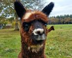 Alpaca's te koop - merrie's, hengst, ruinen, Dieren en Toebehoren, Overige Dieren, Meerdere dieren, Alpaca