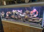 Mooi aquarium 160x60x60, Dieren en Toebehoren, Vissen | Aquaria en Toebehoren, Ophalen of Verzenden, Zo goed als nieuw, Gevuld zoetwateraquarium