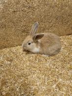 Mooie konijnen, Klein, Meerdere dieren, 0 tot 2 jaar, Hangoor