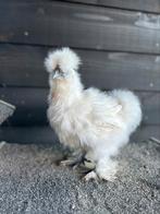 Zijdehoen USA haan, Dieren en Toebehoren, Pluimvee, Mannelijk, Kip