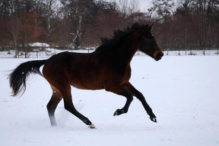 Recreatieve pensionstal en paardenrusthuis in Eindhoven, Dieren en Toebehoren, Stalling en Weidegang, Opfok, Stalling, Weidegang