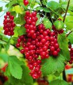 Ribes Jonkheer van Tets rode aalbes fruit struik, Tuin en Terras, Ophalen, Overige soorten, Struik, Minder dan 100 cm