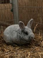 2 konijnen met hokken “klein zilver”, Dieren en Toebehoren, Konijnen, Meerdere dieren, Middelgroot