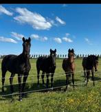 Weidegang Noordbeemster, Dieren en Toebehoren, Stalling en Weidegang, Weidegang