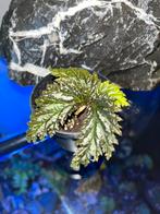 Begonia sp Yamor, Ophalen of Verzenden, Overige soorten, Minder dan 100 cm