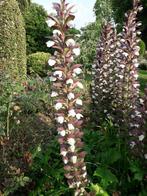 ACANTHUS PLANTEN, Tuin en Terras, Planten | Tuinplanten, Ophalen, Vaste plant, Overige soorten, Volle zon