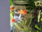 Mooie grote leeuwenkoppen, Dieren en Toebehoren, Vissen | Aquariumvissen, Overige typen