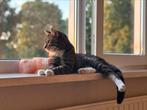 MET SPOED NIEUW THUIS GEZOCHT, Kater, Kortharig, 0 tot 2 jaar