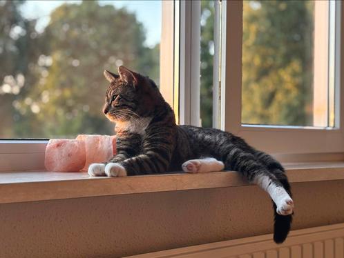 MET SPOED NIEUW THUIS GEZOCHT, Dieren en Toebehoren, Katten en Kittens | Overige Katten, Kortharig, Kater, 0 tot 2 jaar