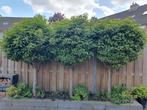 3 boompjes Prunus lusitanica Angustifolia, bomen, boom, Ophalen, Halfschaduw, 100 tot 250 cm