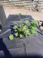 Ooievaarsbek/tuingeranium, Tuin en Terras, Planten | Tuinplanten, Volle zon, Vaste plant, Zomer, Ophalen