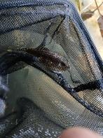 Alg eters, Dieren en Toebehoren, Vis, Zoetwatervis