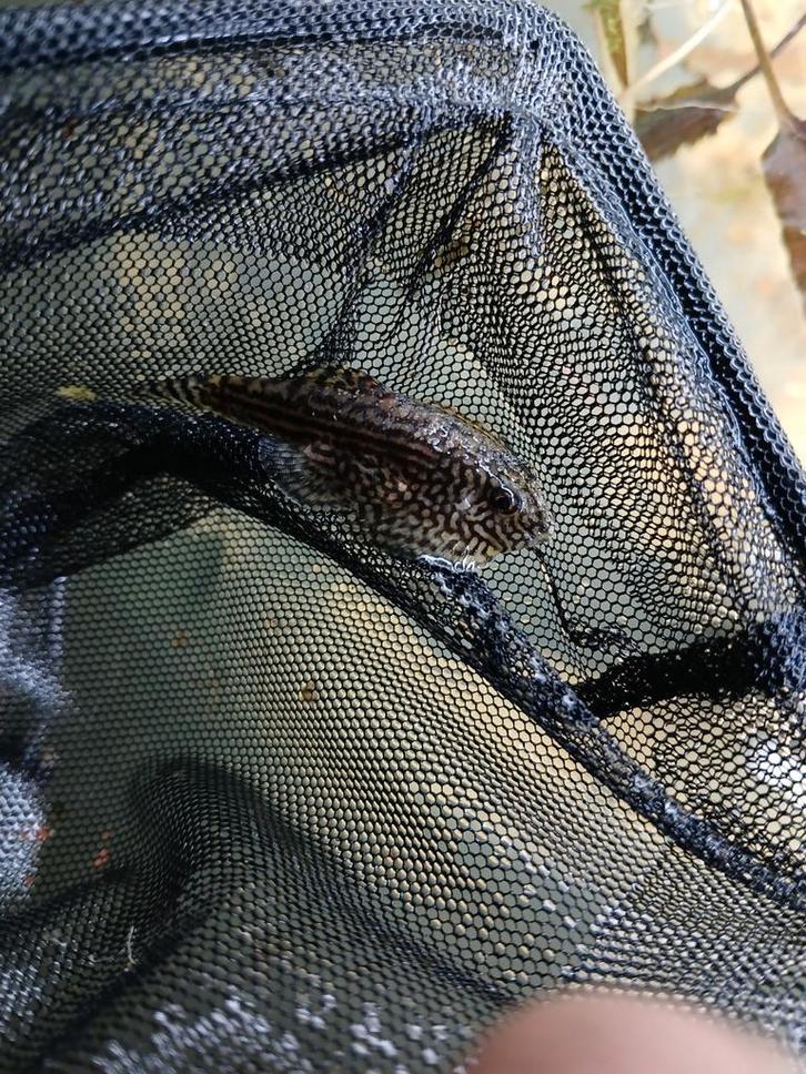 Alg eters, Dieren en Toebehoren, Vissen | Aquariumvissen, Zoetwatervis, Vis