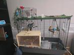 Mooie kooi met 2 catarina parkieten, Ophalen, Zo goed als nieuw, Vogelkooi