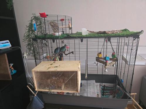 Mooie kooi met 2 catarina parkieten, Dieren en Toebehoren, Vogels | Hokken en Kooien, Zo goed als nieuw, Vogelkooi, Ophalen