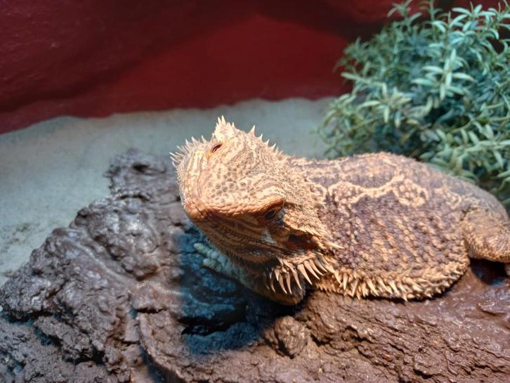 N.O.T.K. baardagaam inclusief terrarium.