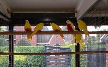 Lutino roodbuik splendids  beschikbaar voor biedingen