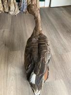 Opgezette gans op houten voet, Ophalen of Verzenden