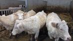 tekoop 4 charolais pinken, Dieren en Toebehoren, Runderen, Vrouwelijk, 0 tot 2 jaar