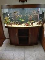 Juwel Vision 260, Dieren en Toebehoren, Ophalen, Zo goed als nieuw, Gevuld zoetwateraquarium